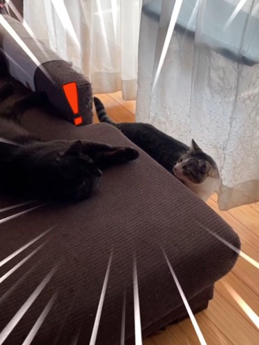 見つめ合う2匹の猫
