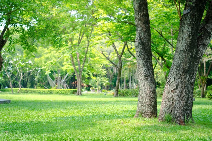 緑がいっぱいの公園