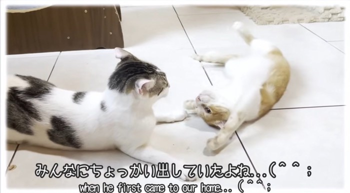 先住猫にちょっかいをかける猫