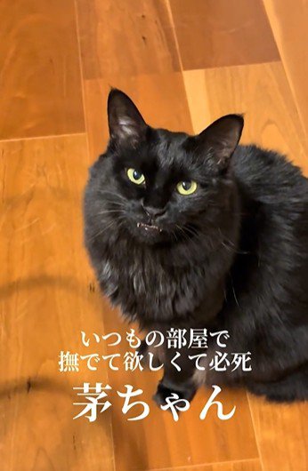 床に座って鳴いている猫