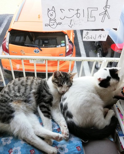 窓辺で寝ている猫たち