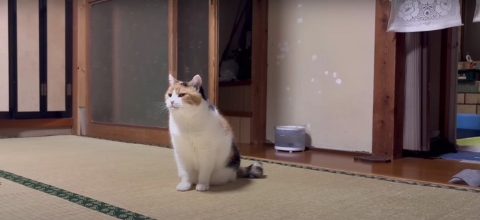 座っている猫