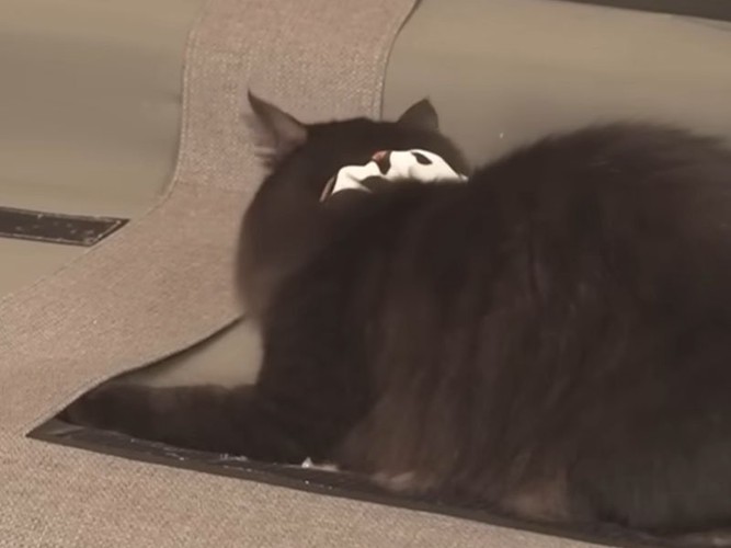 ソファの上の猫