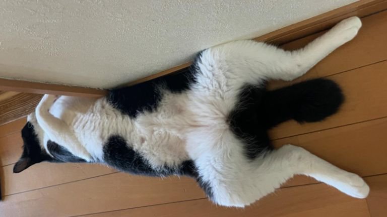 寝ている猫