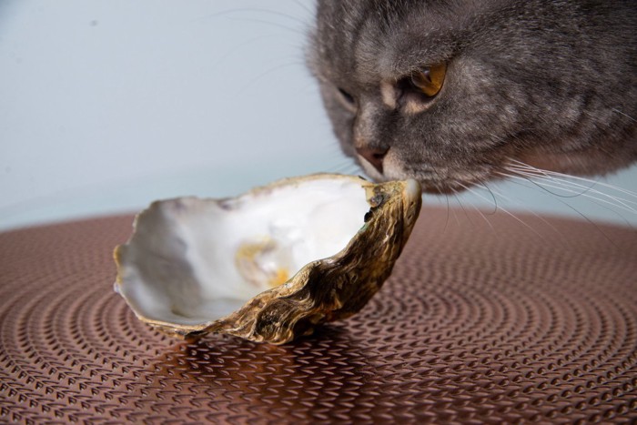 牡蠣の殻の臭いをかぐ猫