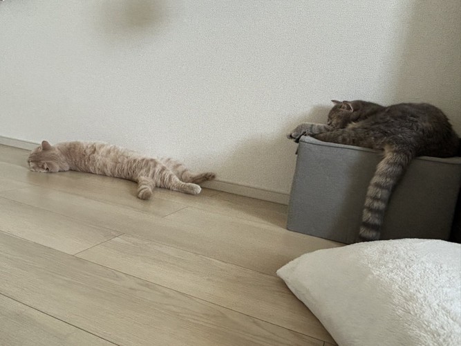 クッションの上にいるキジトラ猫と、床に寝転がる茶トラ猫