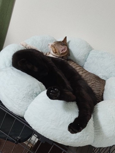 猫ベッドで寝る2匹の猫