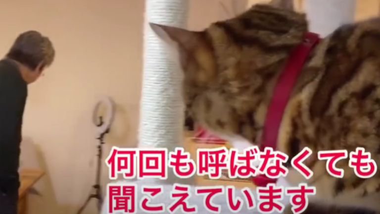 男性を見つめる猫