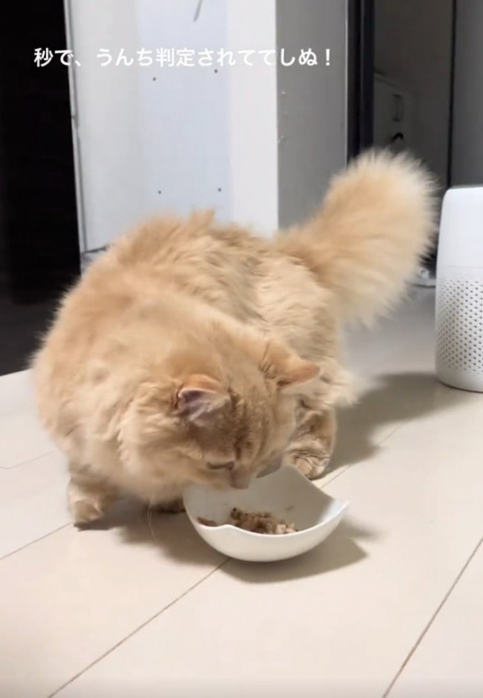 再度匂いを嗅ぐ猫