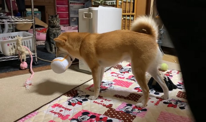 座っている猫とおもちゃを咥える柴犬