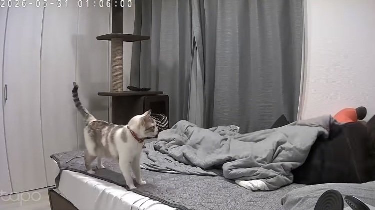 飼い主に向かって鳴く猫