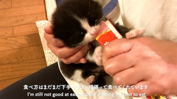 おやつを食べさせてもらう子猫