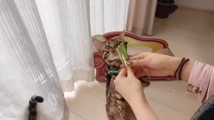 おやつを見つけて立つ猫