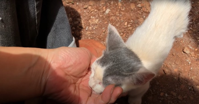 撫でられている子猫