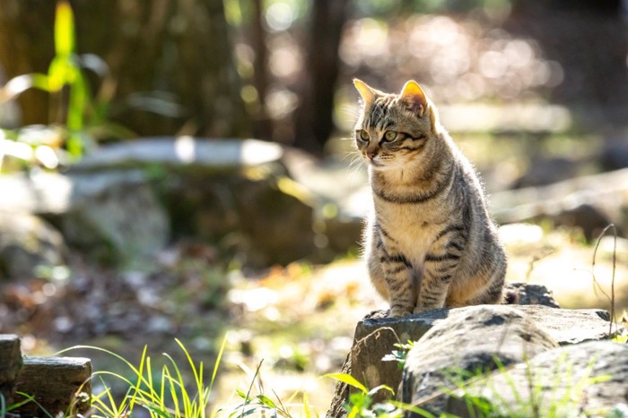 警戒する猫