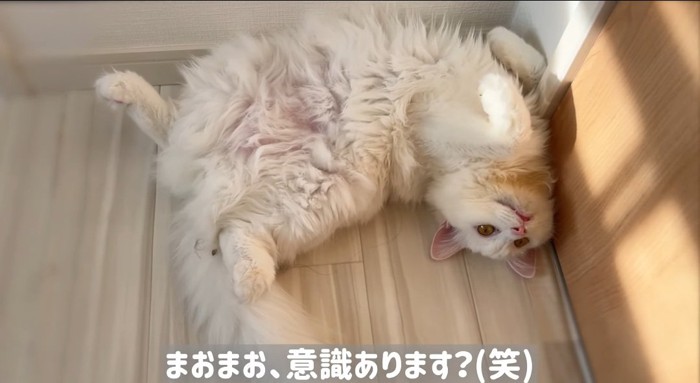 くつろぐ猫