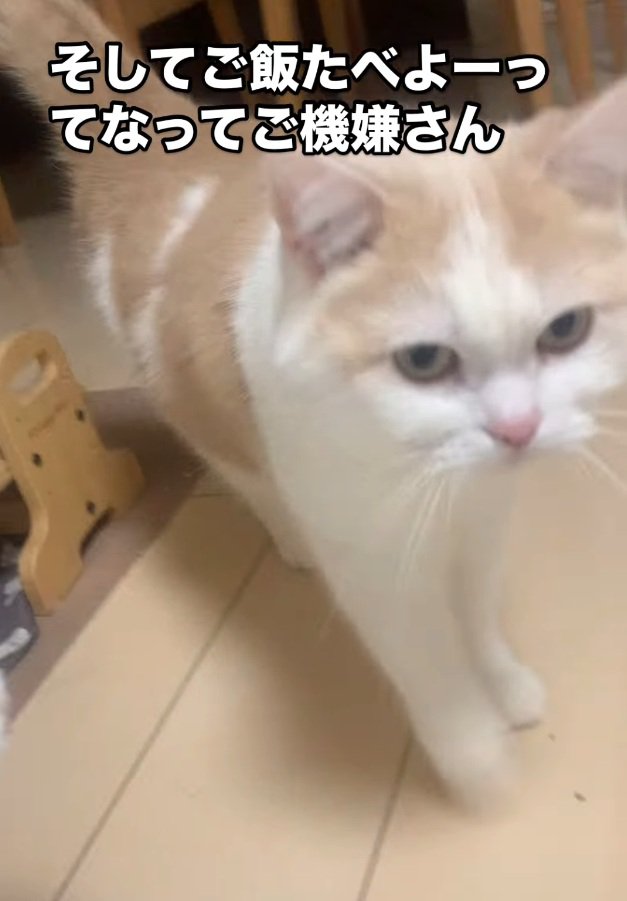 飼い主さんの方に歩いてくるぽっぷちゃん