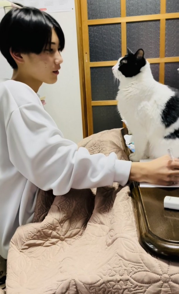 机に乗るハチワレ猫の方を見るお兄ちゃん