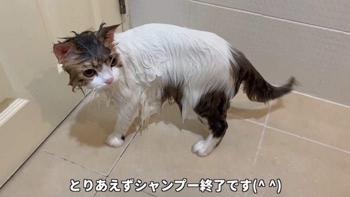 濡れた猫