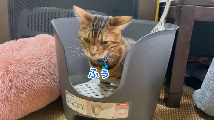 トイレに入る青い首輪の猫