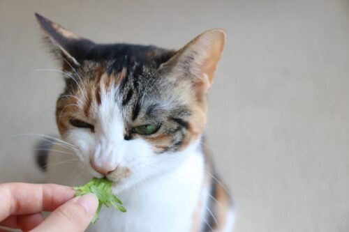 レタスを食べる猫