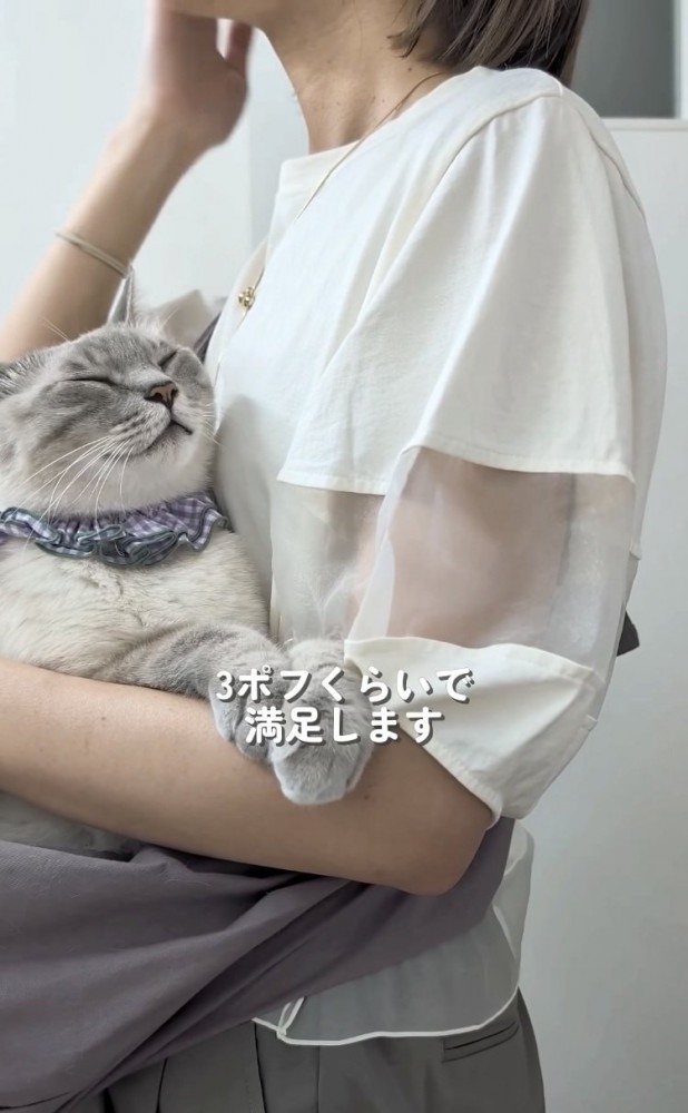 飼い主さんに抱っこ紐で抱っこされるシャムトラ猫