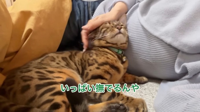 頭をなでられる猫