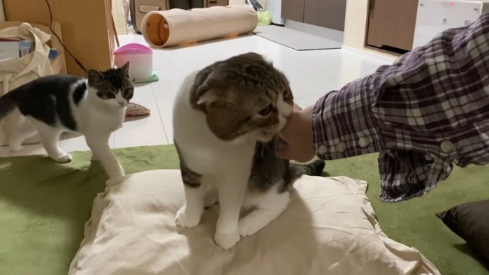 手を噛む成猫