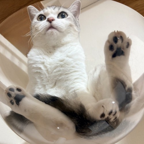 透明ボウルの中で気持ちよさそうに眠る猫の表情