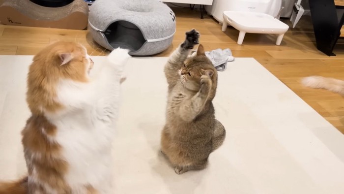 立ち上がるこたつくん