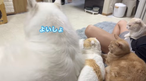 猫3匹の近くで伏せをしようとする犬「よいしょ」