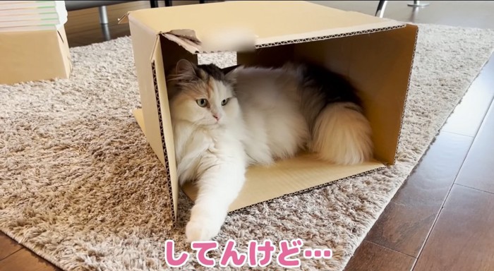 くつろぐ猫