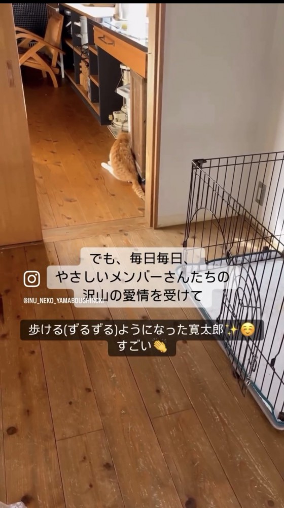 足を引きづって歩く猫