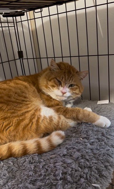 ケージで寝ている猫