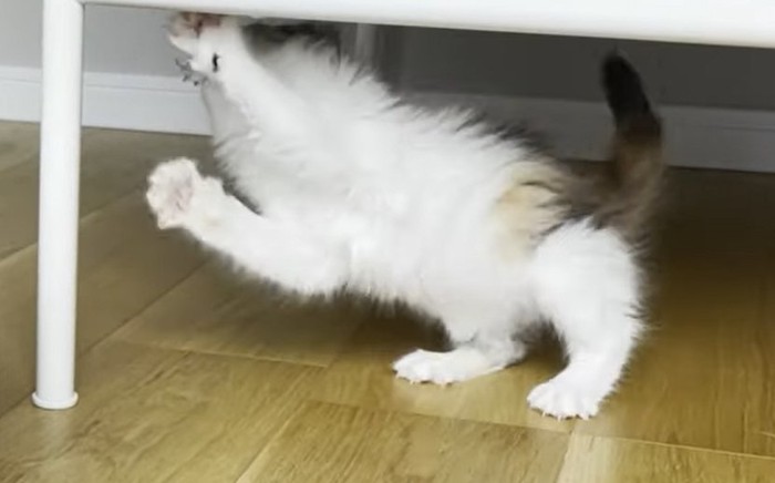 白いお腹を手前側に向ける猫