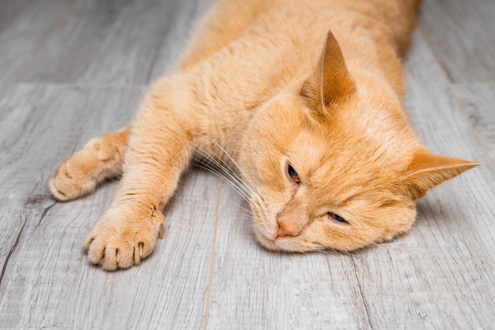 ぐったりする猫