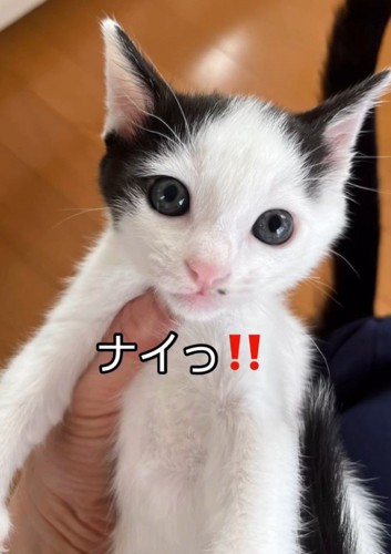 ハチワレの子猫