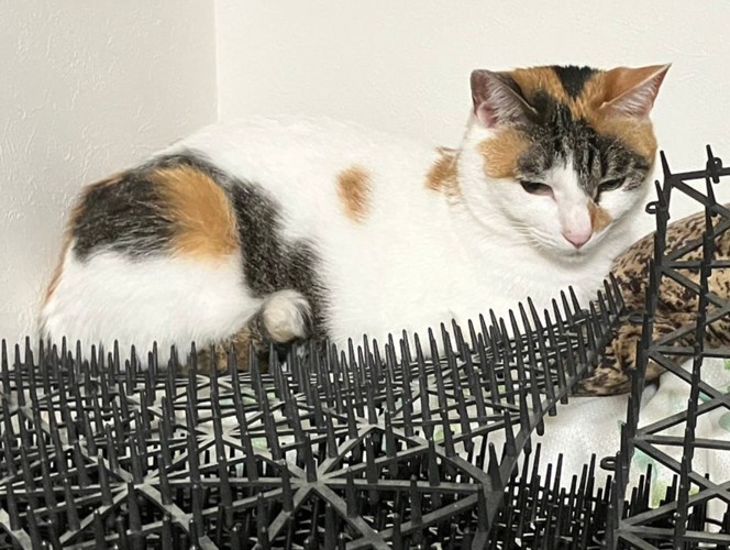 トゲトゲマットに座る三毛猫のアップ
