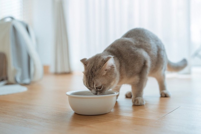 食べ物の匂いを確認している猫