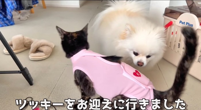 近づく猫と犬