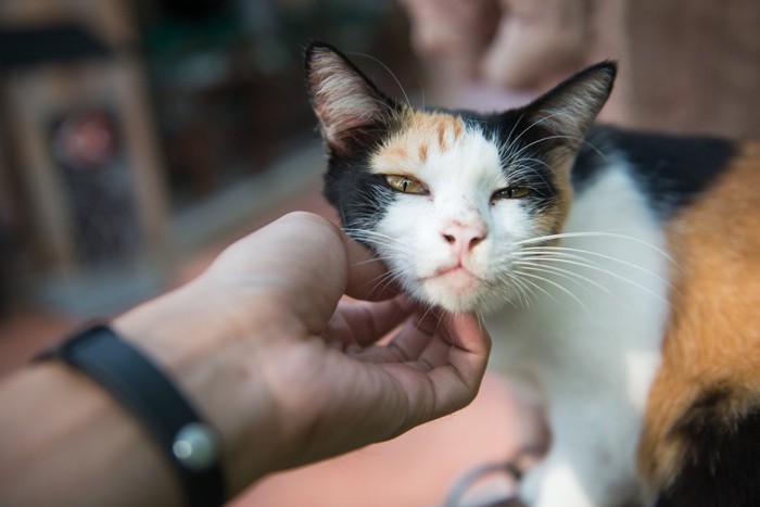 顎を撫でられる猫