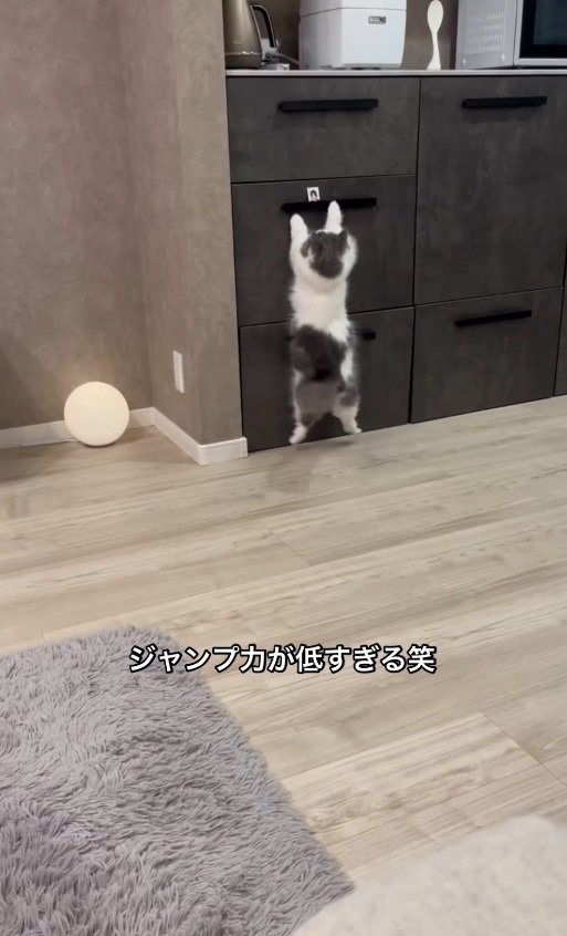 ジャンプする猫2%%