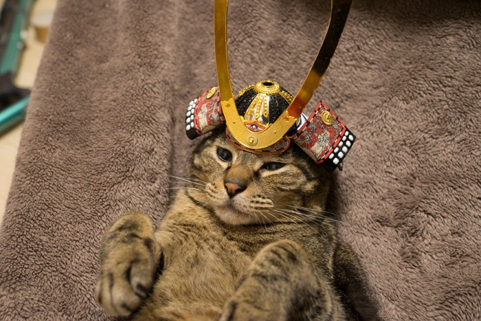 武士猫