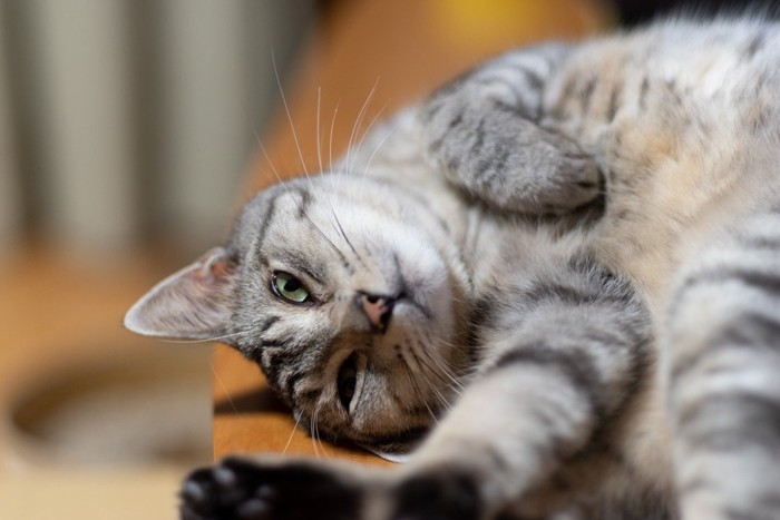 寝転ぶ猫