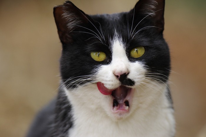 食後の猫