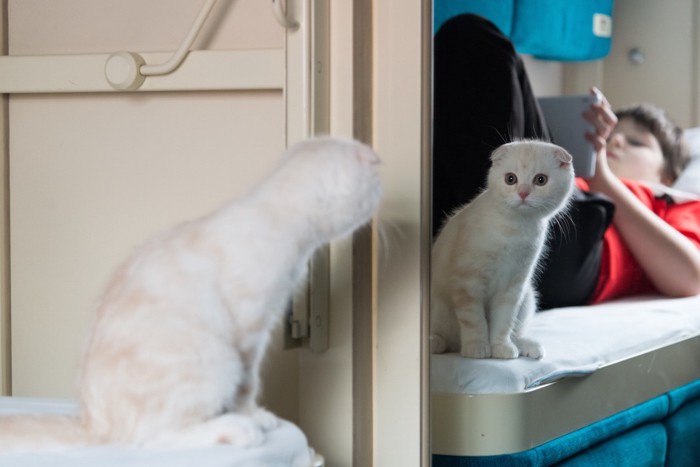 電車の中の飼い主と子猫