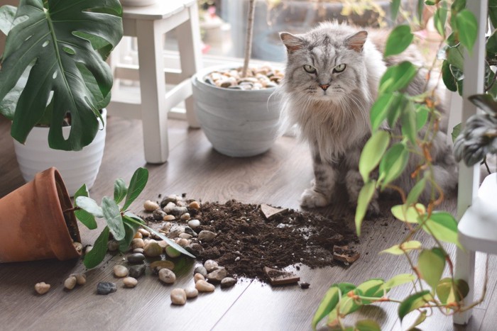 倒れた植木鉢と猫