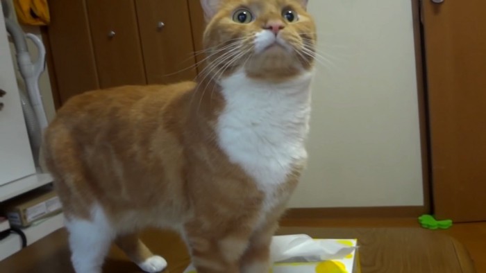 上を見る猫