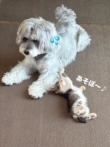 犬に前足を伸ばす子猫