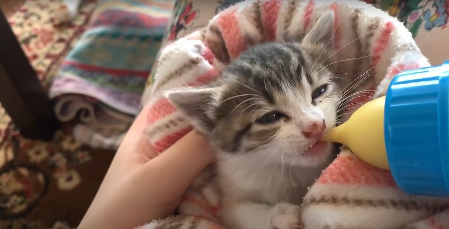 ミルクを飲む子猫